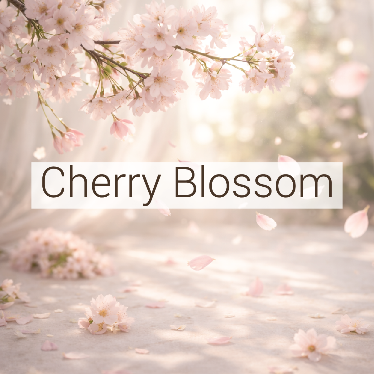 Cherry Blossom