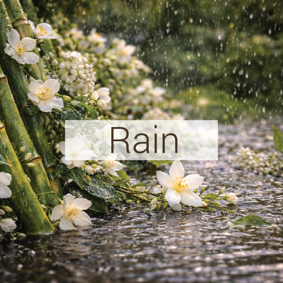 Rain