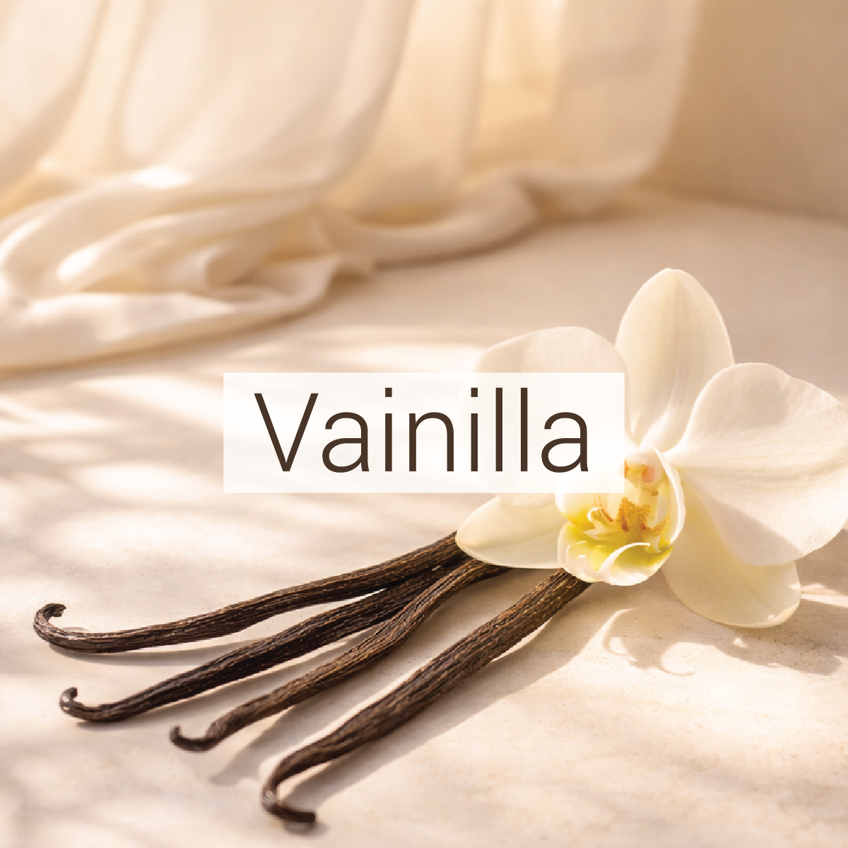Vainilla Negra
